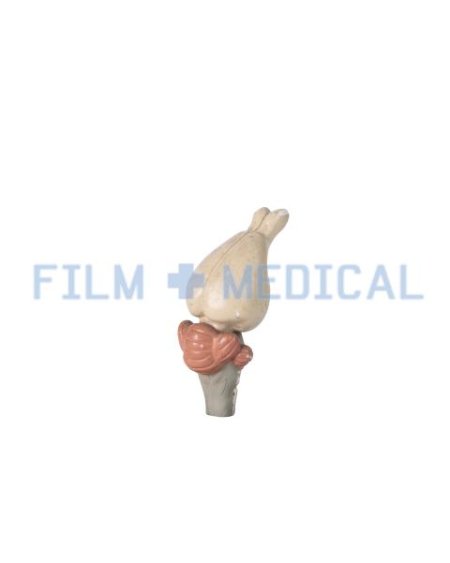 Anatomical Model Knee Joint